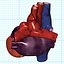 human heart interior 3d model