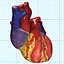 human heart interior 3d model