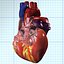human heart interior 3d model