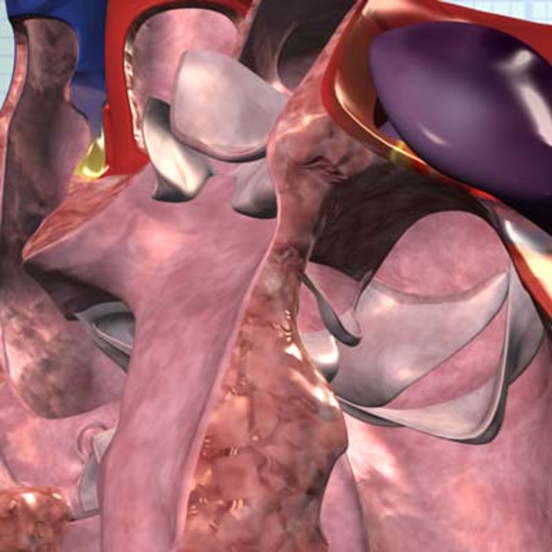 human heart interior 3d model https://p.turbosquid.com/ts-thumb/00/TZxBXa/jOv427gC/cutaway50open/jpg/1075761313/1920x1080/fit_q87/6fbf6a8ba694f7a61f2afa85b1416dcfc4603593/cutaway50open.jpg