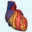 human heart interior 3d model