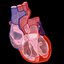 human heart interior 3d model