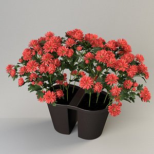 chrysanths plant pot balcony 3d c4d
