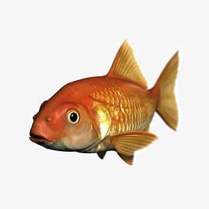 fish goldfish 3d obj