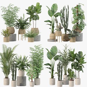 20 Elegant Living Room Plants Megapack Monstera Ficus Strelitzia Bamboo - Set 201 205 211 214