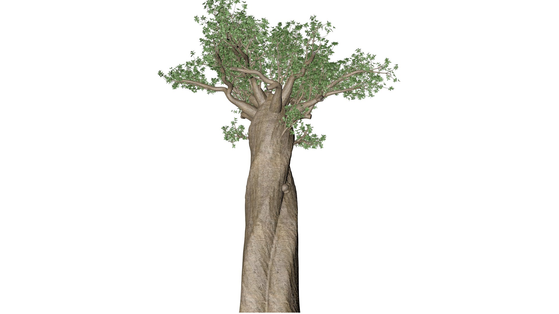 3D Model Madagascan Baobab Tree - 01 - - TurboSquid 2377146