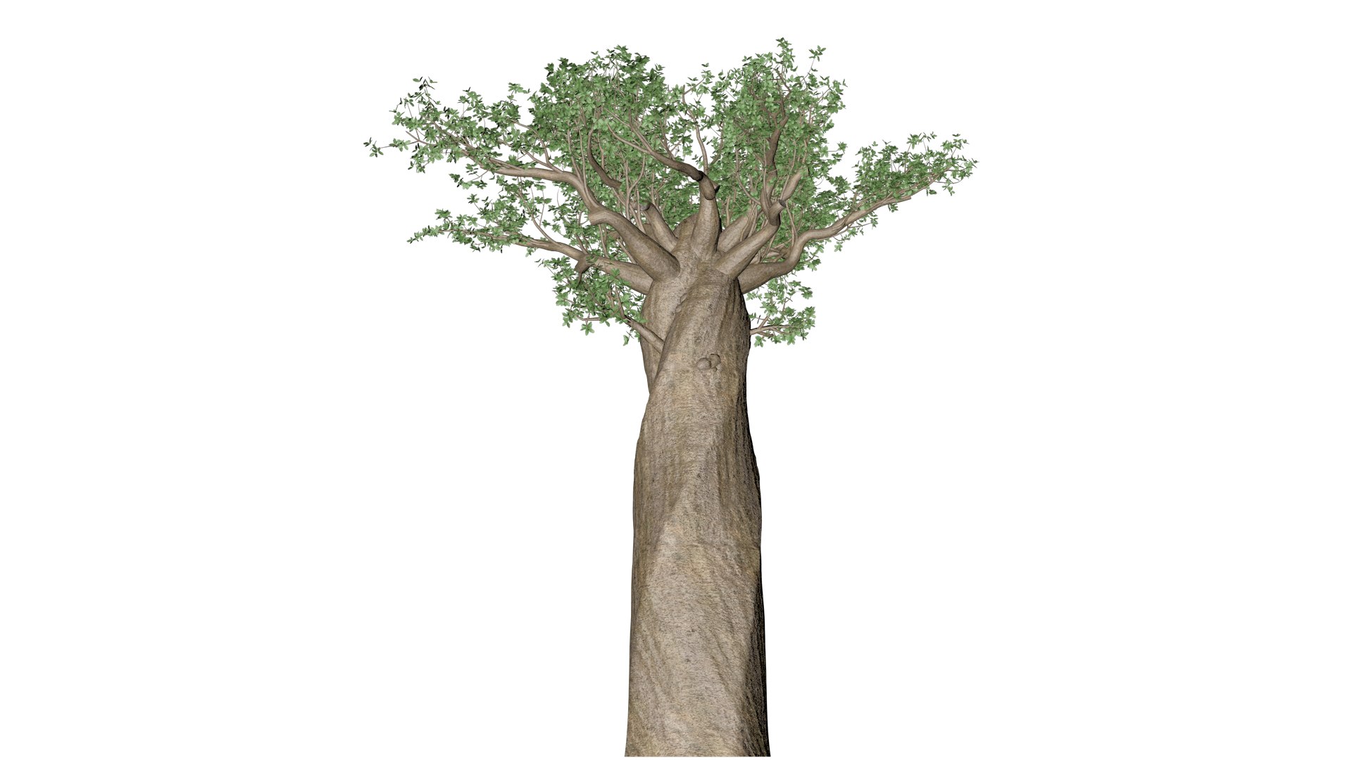 3D Model Madagascan Baobab Tree - 01 - - TurboSquid 2377146