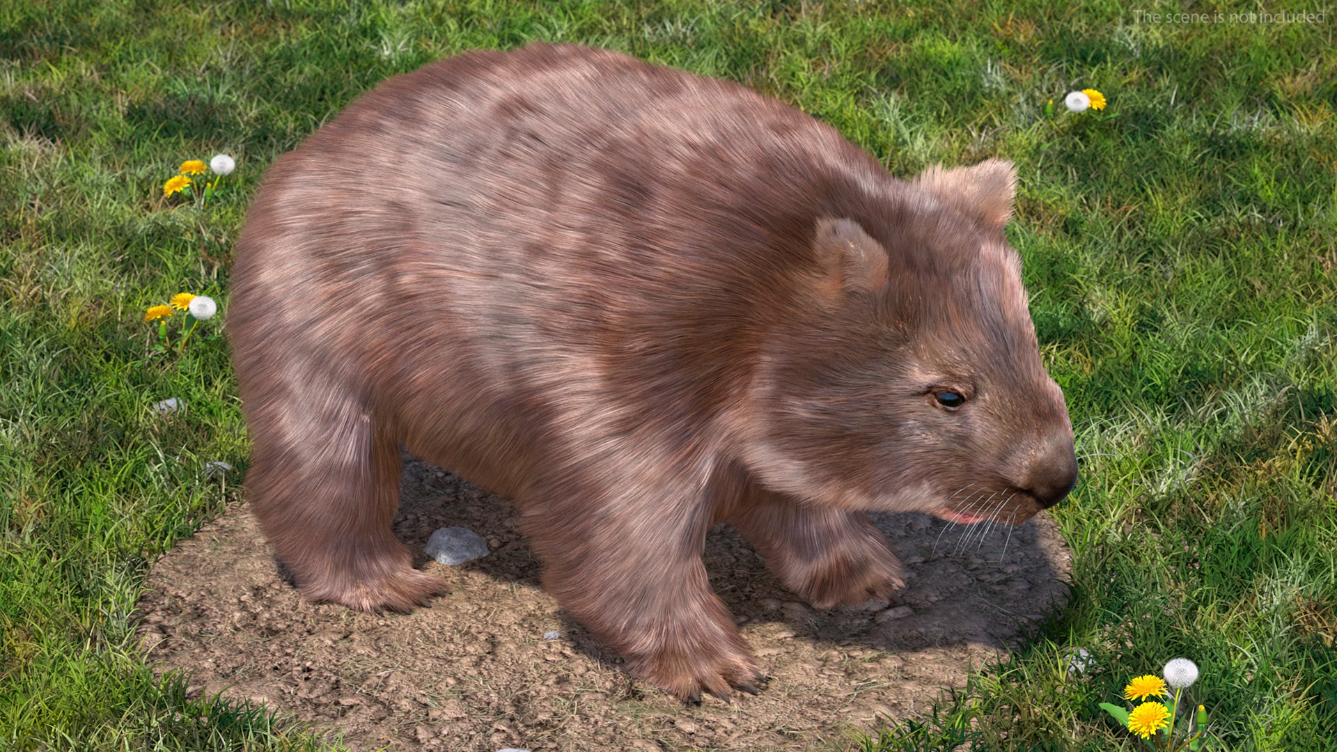 3D Model Brown Wombat Fur Rigged - TurboSquid 2099488