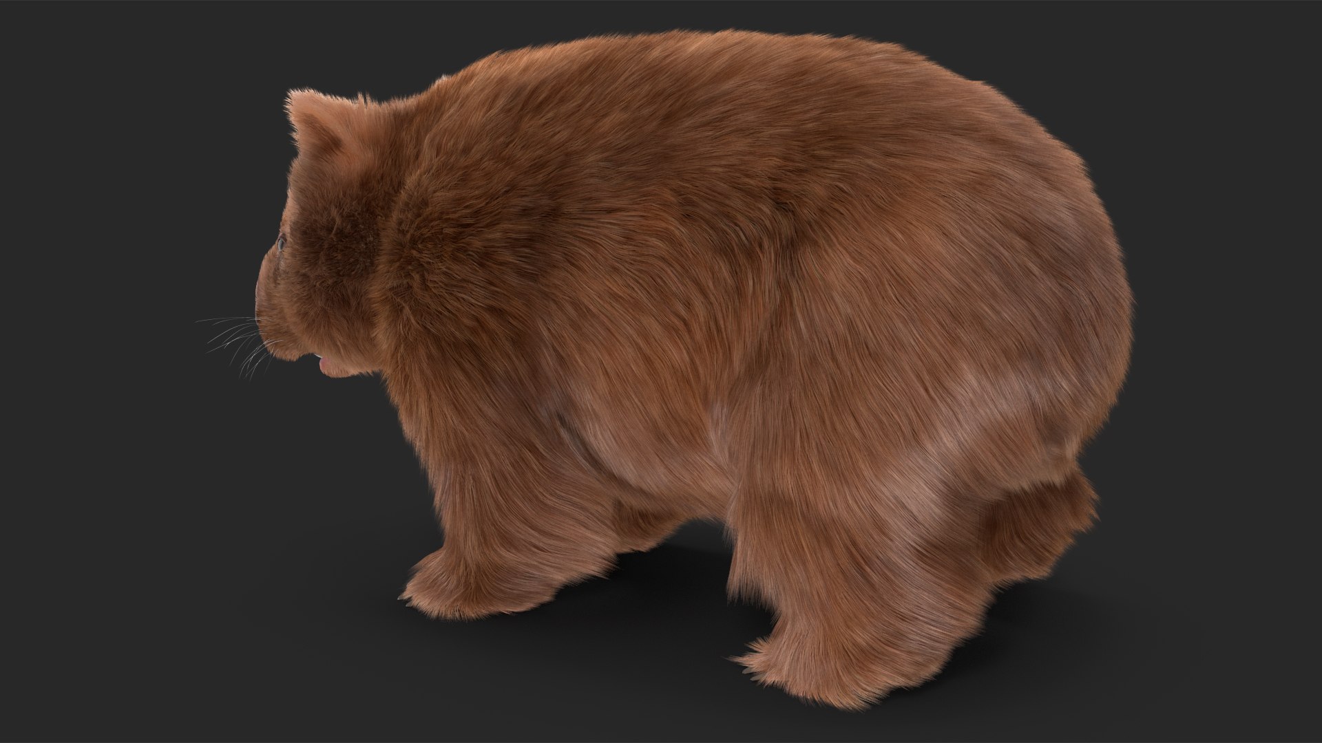3D Model Brown Wombat Fur Rigged - TurboSquid 2099488