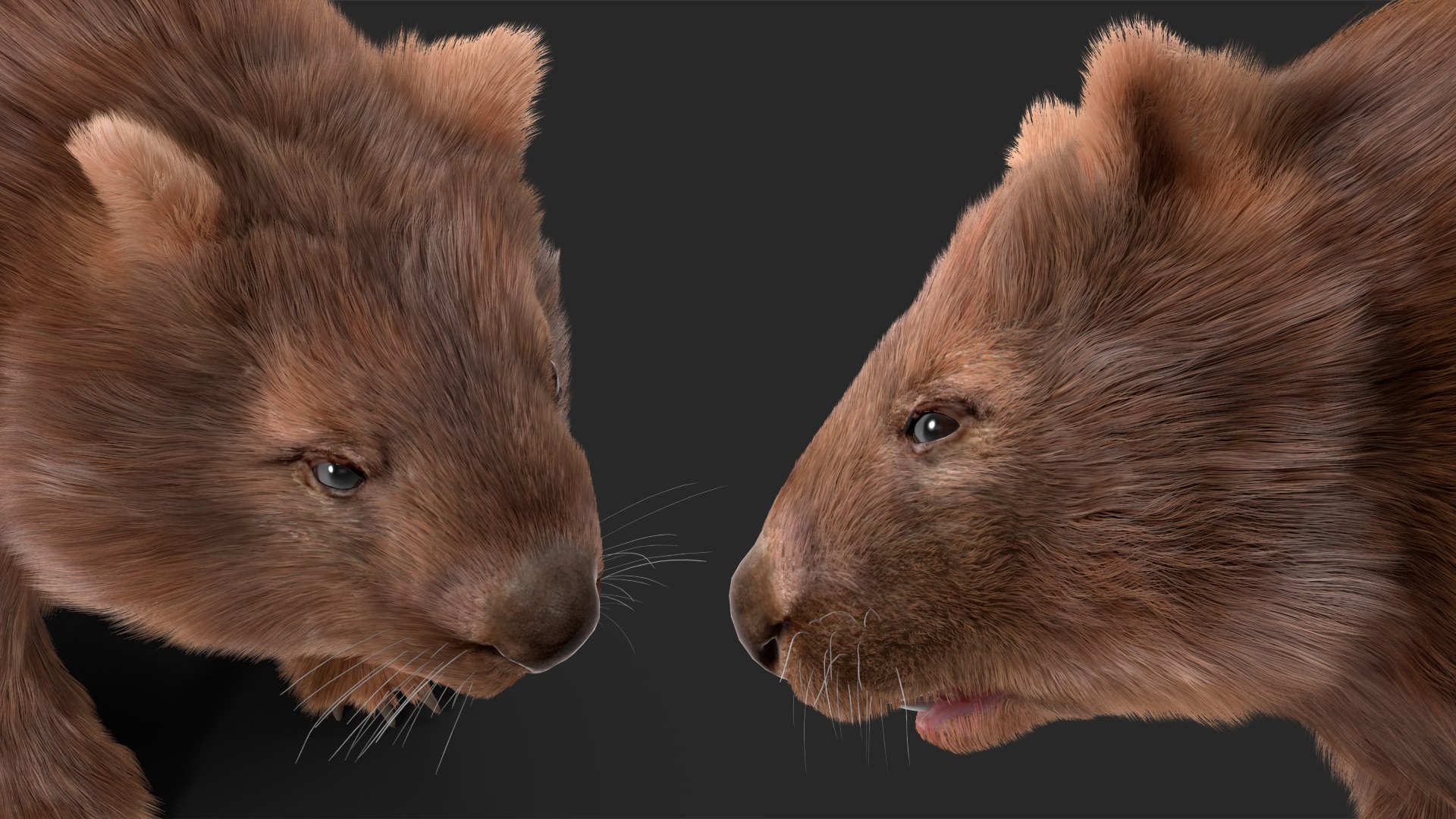 3D Model Brown Wombat Fur Rigged - TurboSquid 2099488