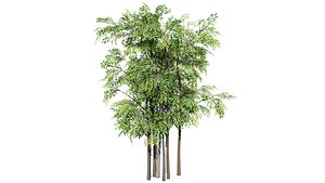 Acacia Brevispica