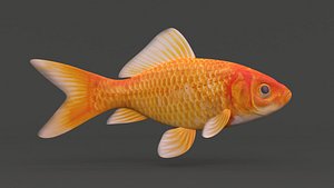 Gold Fish 3D model