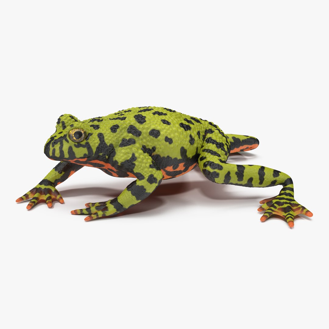 Fire Bellied Toad Frog Pose 4 3D Model 3D model preview