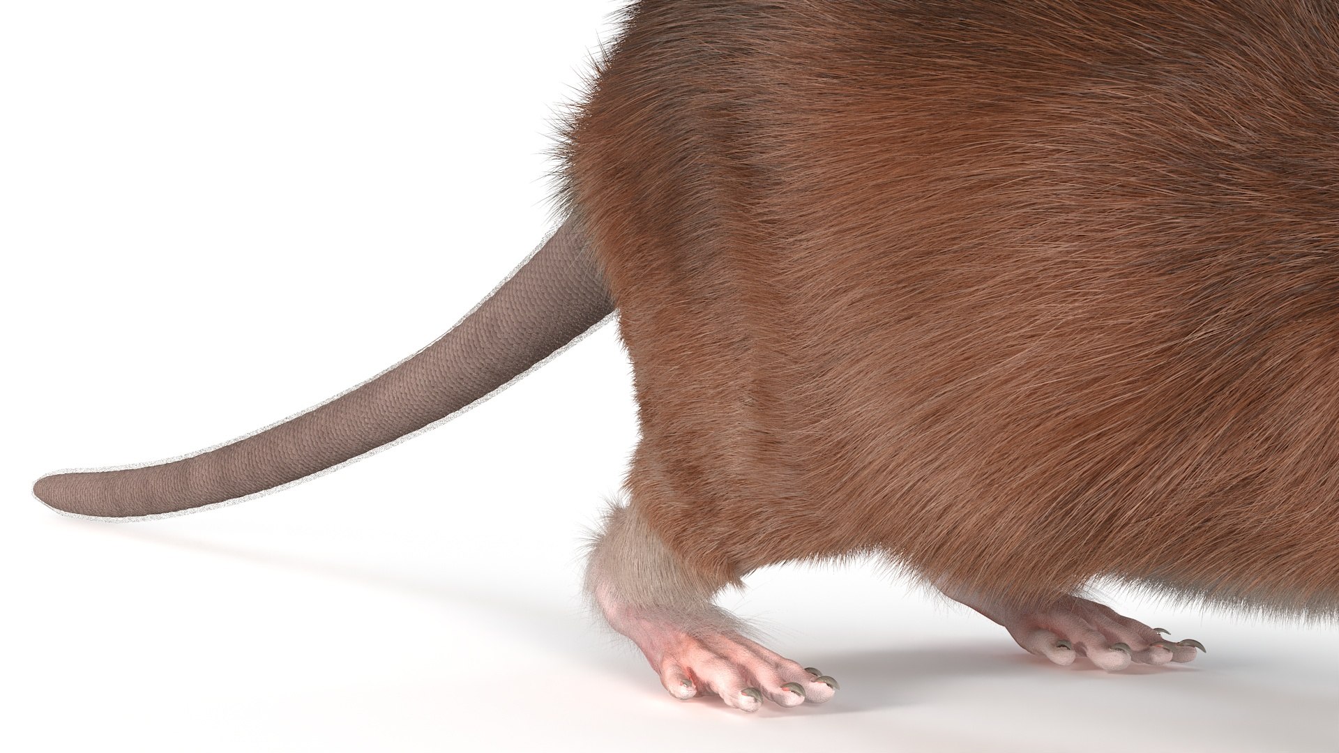 Common Rat With Fur Model - TurboSquid 2273630