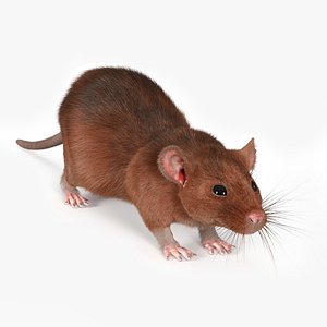 Common Rat with Fur model