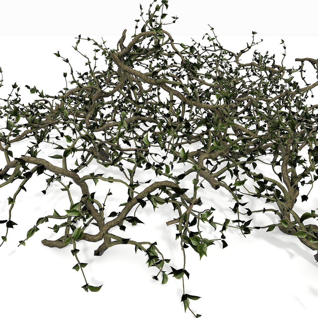 Branch Bush Block Max