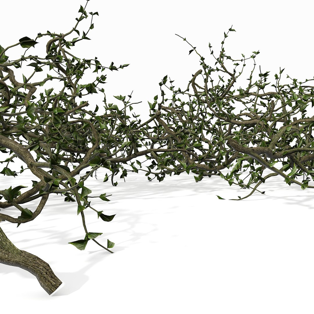 Branch Bush Block Max
