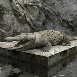 Crocodile