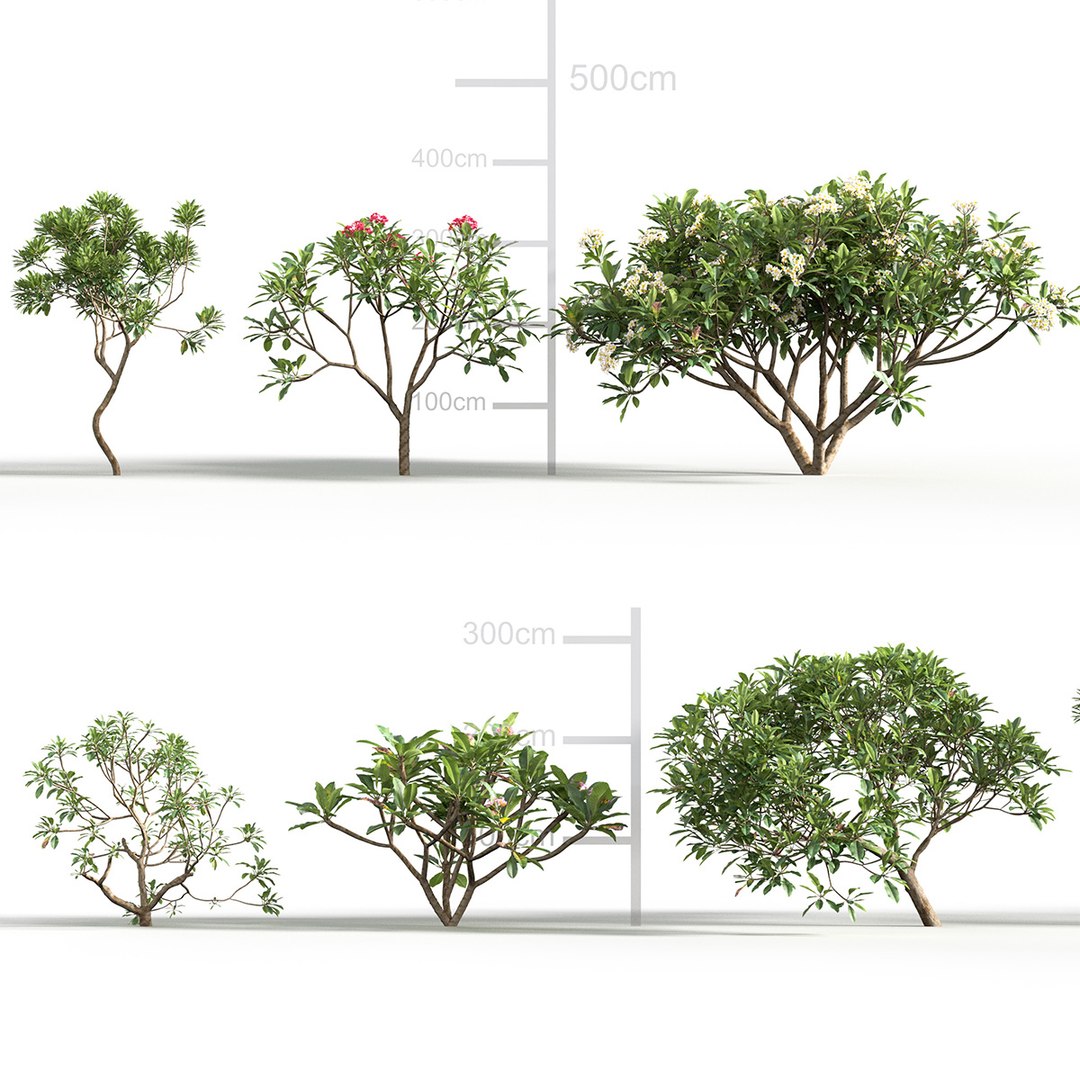 Plumeria rubra 3D model 3D https://p.turbosquid.com/ts-thumb/02/8hyMFB/WF/gd_v24_plumeria_rubra_tb/jpg/1787481384/1920x1080/fit_q87/8687adeb95d702f601d7810b9f90e6fe67503160/gd_v24_plumeria_rubra_tb.jpg