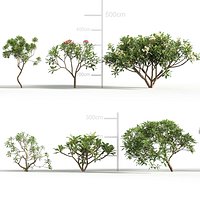 Plumeria rubra 3D model