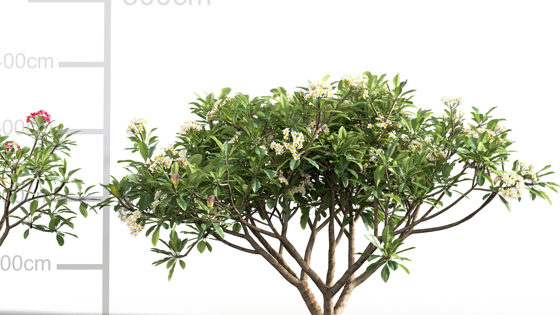 Plumeria rubra 3D model 3D https://p.turbosquid.com/ts-thumb/02/8hyMFB/Yg/gd_v24_plumeria_rubra_04/jpg/1787481389/1920x1080/fit_q87/bc1e9dff9bffe5795c9517276e2bf9471a574706/gd_v24_plumeria_rubra_04.jpg