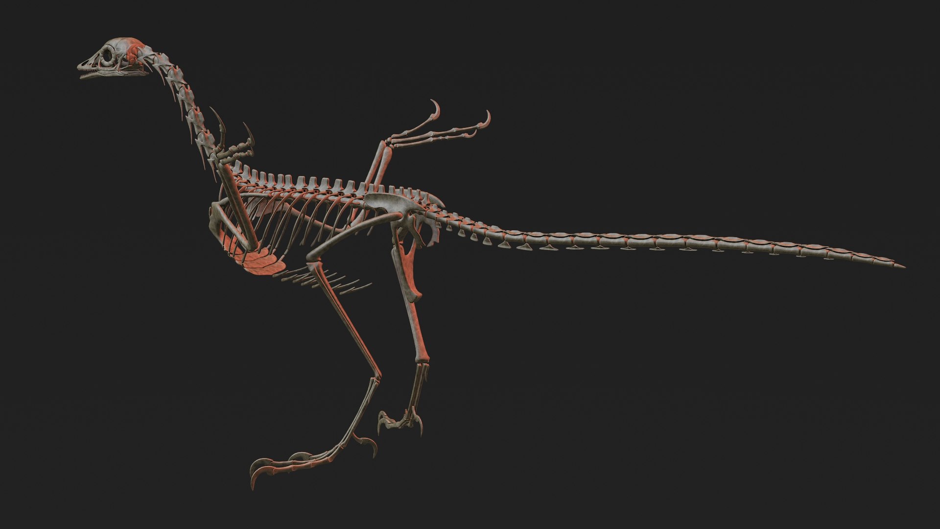 Archaeopteryx Skeleton 3D - TurboSquid 1228788