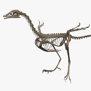 archaeopteryx skeleton 3D