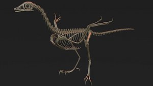 archaeopteryx skeleton 3D