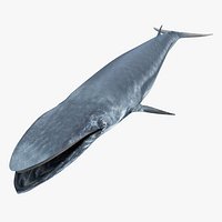 Bryde's Whale