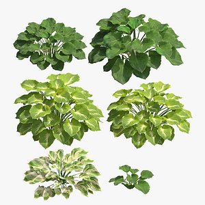 3D Hosta 02 model