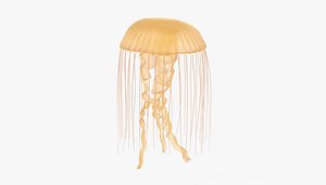 jellyfish underwater 3D