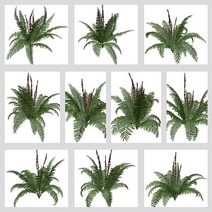 3D Cinnamon Fern Plant Collection