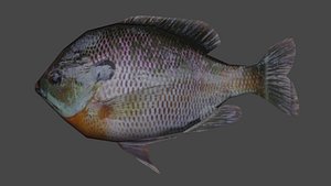 Bluegill