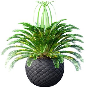 3D Decorative Evergreen Cycas Palm Tree in modern outdoor flowerpot