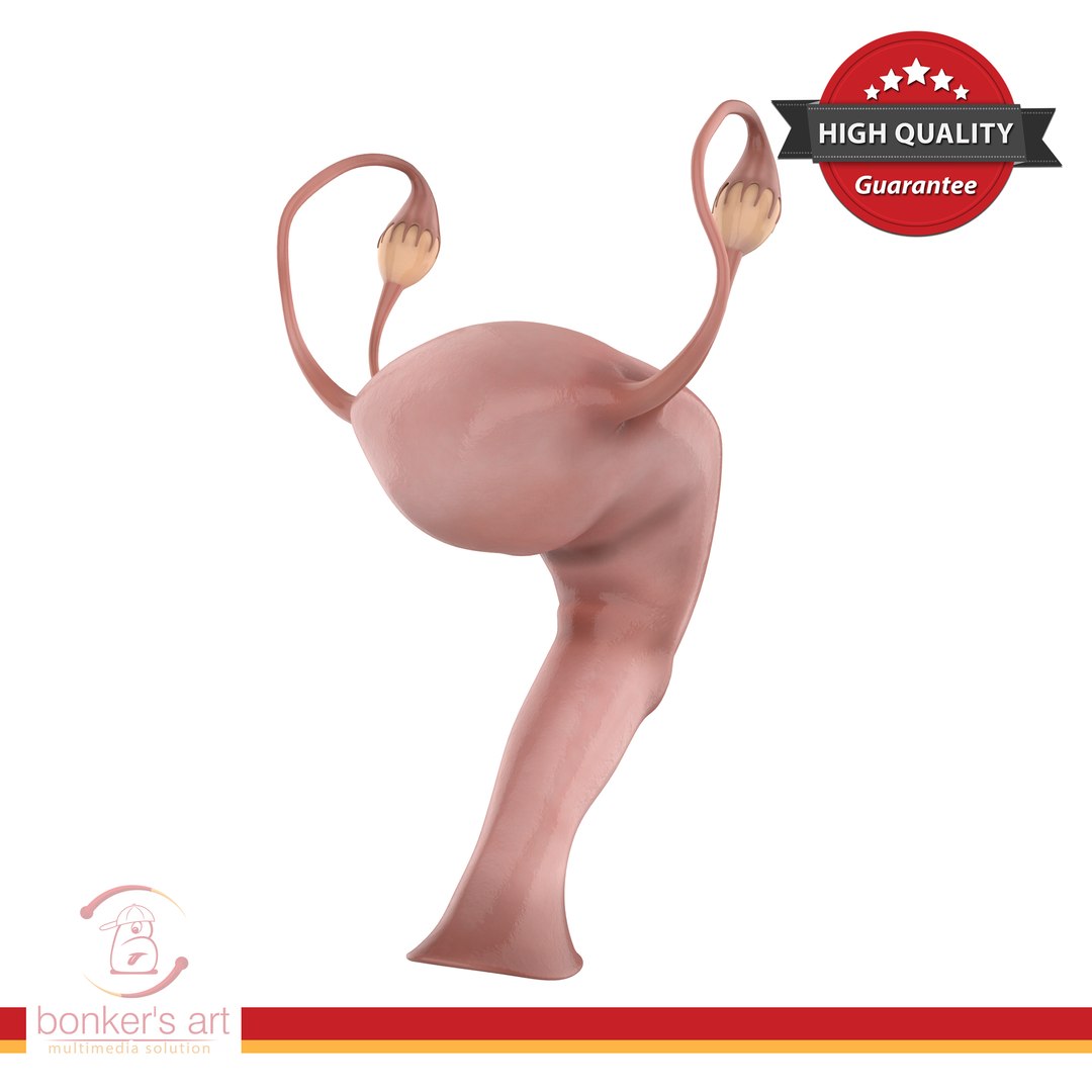 3D Female Reproductive Model - TurboSquid 1370262