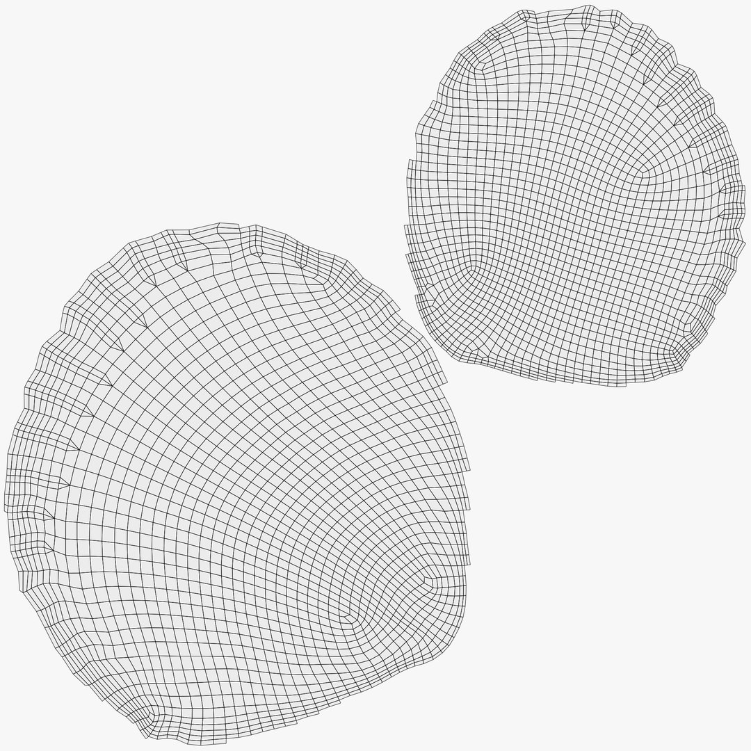 3D Cockle Shell Model - TurboSquid 2265915