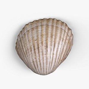 3D Cockle Shell model