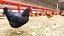 Big Chicken Farm Scane