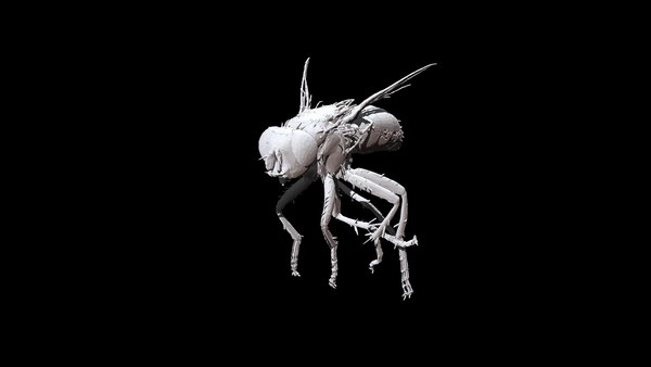 modelo 3d Fly 3D CT scan modelo low poly - TurboSquid 1801759