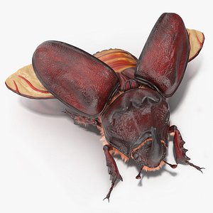 oryctes nasicornis rhinoceros beetle 3D
