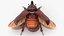 Oryctes Nasicornis Rhinoceros Beetle with Fur