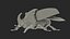 Oryctes Nasicornis Rhinoceros Beetle with Fur