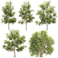 Tree 3D Models Collection V500