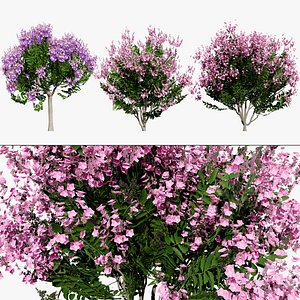 3D model Realistic Lagerstroemia Speciosa Tree 3D Model
