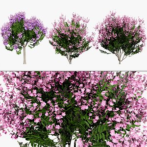Realistic Lagerstroemia Speciosa Tree