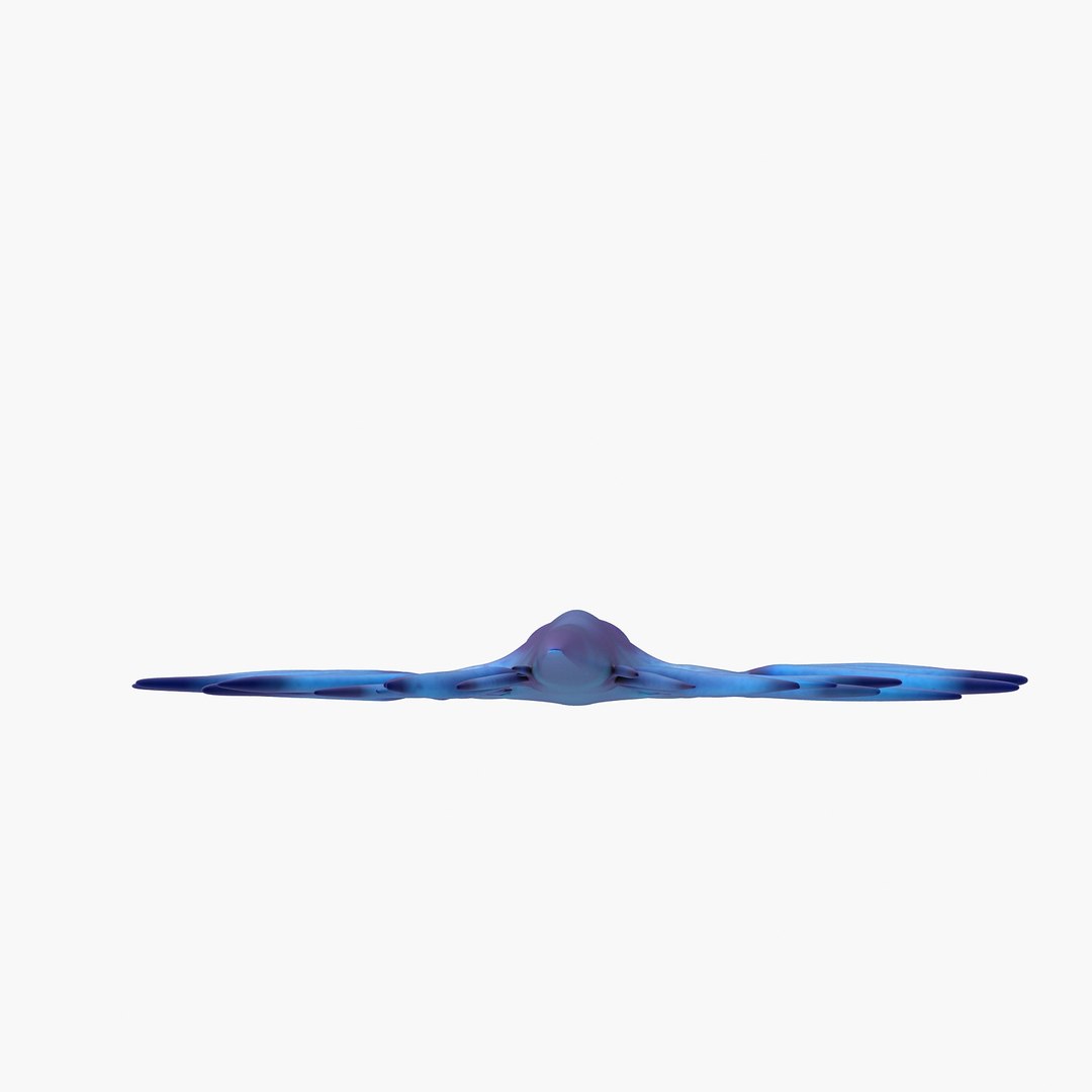 3d model glaucus atlanticus https://p.turbosquid.com/ts-thumb/03/iznBJO/5ofTCI5s/f6/jpg/1416762442/1920x1080/fit_q87/7569bc3d2251e3b125cae6e6c60de301ab799680/f6.jpg