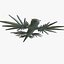 Glaucus atlanticus