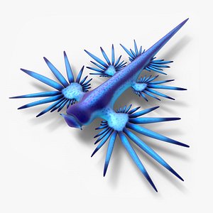 Glaucus atlanticus
