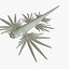 Glaucus atlanticus