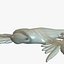 Glaucus atlanticus